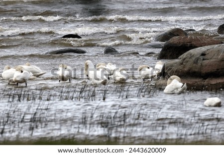 a flock of white swans endures the storm hidden behind rocks
