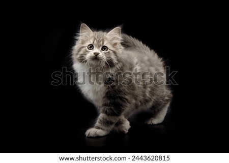 Siberian kitten blue with white 10 weeks old
