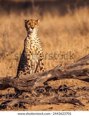 Pictures of an angry cheetah standing on a branch and looking at the camera with a yellow background with dense yellow grasses.