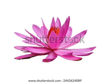 A pink lotus flower isolated on white background. A flower with the scientific name Nymphaea.