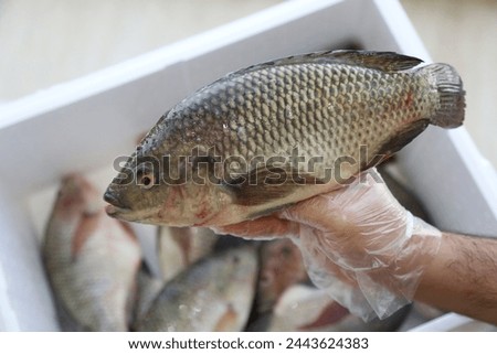 Nile tilapia fish, fish farming,