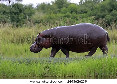 Picture of a huge hippopotamus in the forest