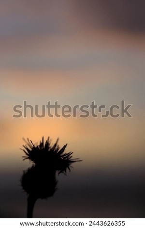 Small flower silhouette in the sunset