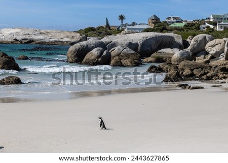 African penguin walks to the ocean along the sandy beach between Simon's Town and Cape Point, South Africa. Boulders penguin colony.