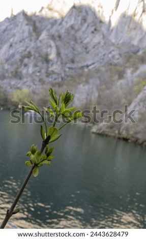 Green spring bud on branch over blue water