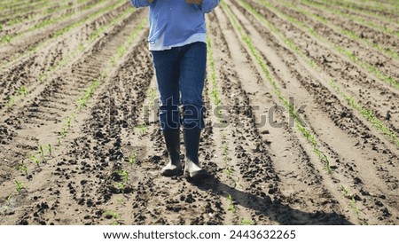 Farmer walks through agricultural field. Male guy entrepreneur walks along corn crops checks quality of harvest plans measures to care of soil plants watering fertilizing weeding pest disease control