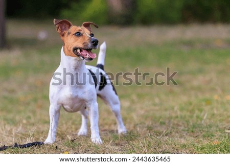 A cute Jack Russell Terrier dog walks in a clearing in the forest. Pet portrait with selective focus and copy space for text Royalty-Free Stock Photo #2443635465