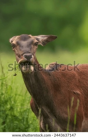 A picture of a red deer eating grass and looking at the camera with a green background containing trees and herbs.