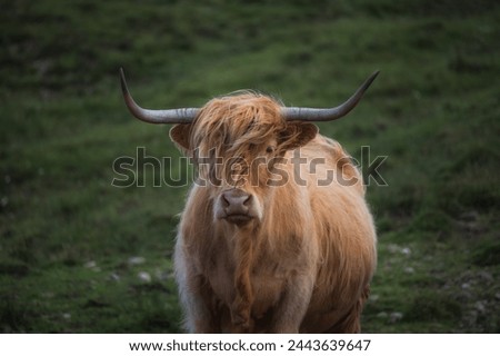 Closeup moody portrait of highland furry cow. Rural life and farming concept
