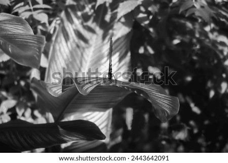 Front view of a butterfly with wings closed on a brand palm leaf in black and white