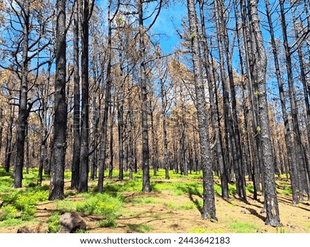 After fire, burnt trees, nature regeneration  Royalty-Free Stock Photo #2443642183