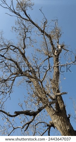 tree picture with blue sky 