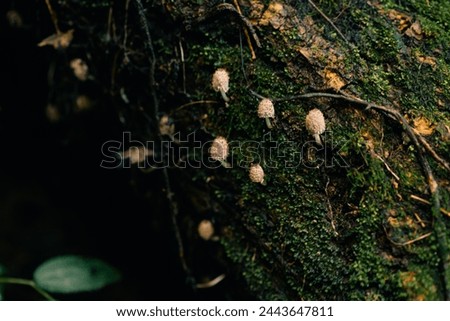 Beautiful closeup of forest mushrooms. Gathering mushrooms. . High quality photo