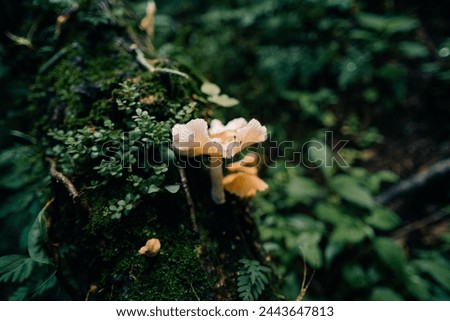 A brown fungus that grows on wooden branches. Macro Photography of Mushroom. High quality photo