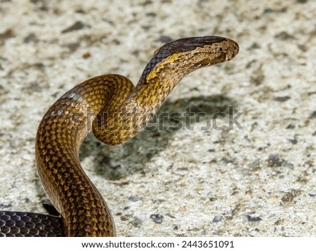 Golden-crowned Snake in New South Wales, Australia