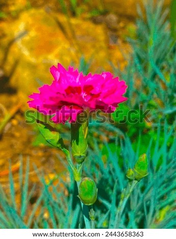 Moss-Rose Purslane, scientifically known as Portulaca grandiflora, is a stunning flowering plant known for its vibrant blooms and succulent foliage.