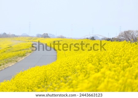 A field of rape blossoms that fills the screen with yellow