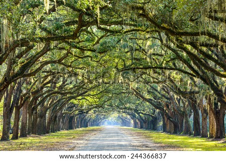 Savannah, Georgia, USA oak tree lined road at historic Wormsloe Plantation. Royalty-Free Stock Photo #244366837