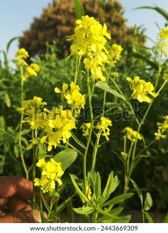 Yellow flower of march  very cool and very super cute  Royalty-Free Stock Photo #2443669309