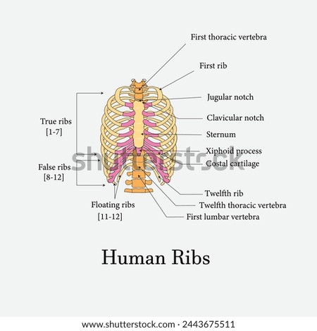 rib labeled, Human rib bones, ribs diagram labeled, ribs cage diagram with labels, diagram cage labeled, ribs bones labeled, human rib diagram, rib anatomy, skeleton, Chest labeling Royalty-Free Stock Photo #2443675511