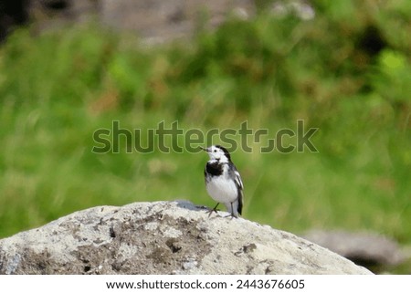 Beautiful small bird sitting on a rock