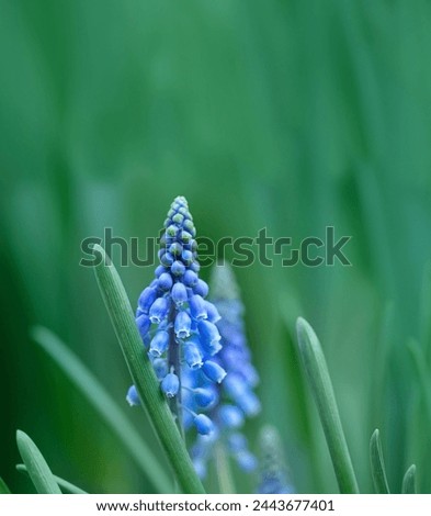 blue Muscari hyacinth flower macro, abstract natural green background. floral image. spring blossom season. copy space