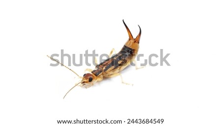 Male Shore Earwig  aka riparian, tawny, striped ear wig - Labidura riparia - in defense pose isolated on white background characterized by their modified cerci as forceps and light tan color