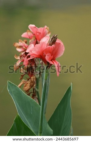 Flowers: Inflorescences emerge at the tip of the shoot. The small flowers are arranged on a large peduncle. The flowers have a short peduncle. Perfect flower Consisting of 3 sepals, small, light green Royalty-Free Stock Photo #2443685697