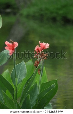 Flowers: Inflorescences emerge at the tip of the shoot. The small flowers are arranged on a large peduncle. The flowers have a short peduncle. Perfect flower Consisting of 3 sepals, small, light green Royalty-Free Stock Photo #2443685699
