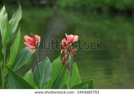 Flowers: Inflorescences emerge at the tip of the shoot. The small flowers are arranged on a large peduncle. The flowers have a short peduncle. Perfect flower Consisting of 3 sepals, small, light green Royalty-Free Stock Photo #2443685701