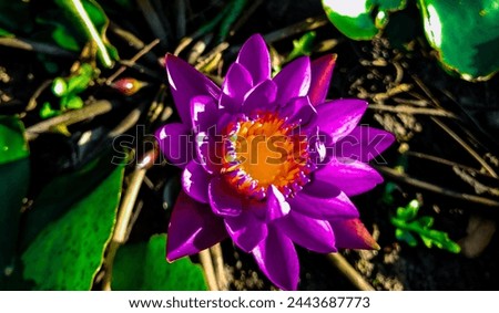 the most beautiful Violet Lotus Flower 

