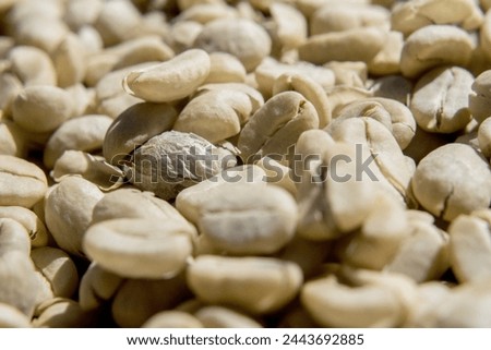 Dried beans from Guatemala's high altitude coffee harvest Royalty-Free Stock Photo #2443692885