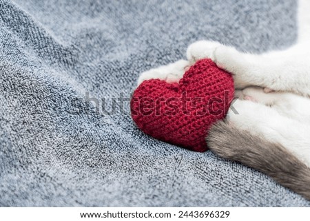 Red knitted heart in the paws of a cat. a gray and black fluffy cat for Valentine's Day or postcard. Textured background with a cat. copy space. valentine's day, lovers day, love concept Royalty-Free Stock Photo #2443696329