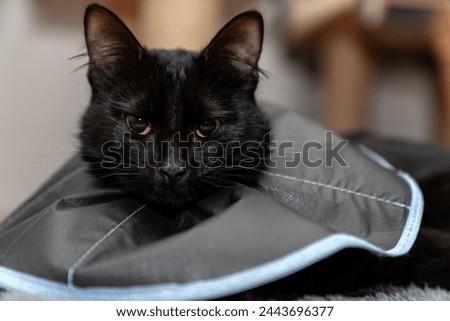 The cat wears a cone collar to protect and prevent licking the wound after sterilization. Neutering the male cat. Sick cat concept. wearing a transparent plastic Elizabethan collar, plastic cone Royalty-Free Stock Photo #2443696377