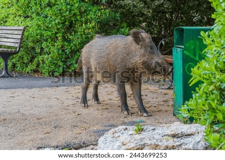 View of a wild boar trying to access a garbage bin, in a public garden in Haifa, Israel Royalty-Free Stock Photo #2443699253
