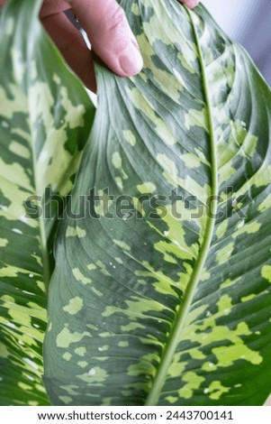 Leaves home plant affected by a spider mite, small insects, Problems in the cultivation of domestic plants. Plant treatment and pest and fungus control
 Royalty-Free Stock Photo #2443700141