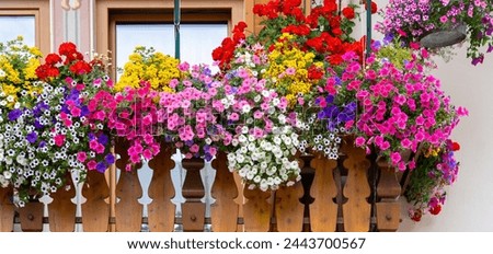 Traditional flowered balcony at the Alps and Dolomites. Colorful flowers on balcony. Summer time. Mix of flowers and colors. General contest of the European Alps Royalty-Free Stock Photo #2443700567