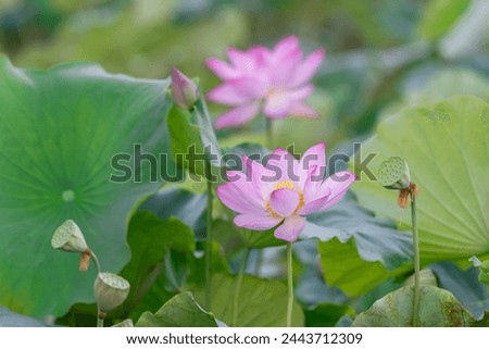 There are many pink lotus flowers in the lotus pond