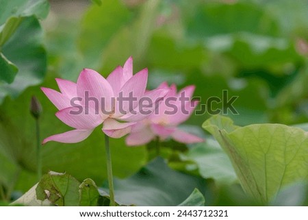There are many pink lotus flowers in the lotus pond