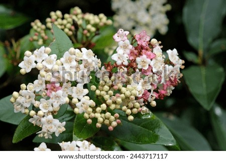 Dainty white and pink Viburnum tinus laurustinus 'Pink Prelude' in flower.  Royalty-Free Stock Photo #2443717117