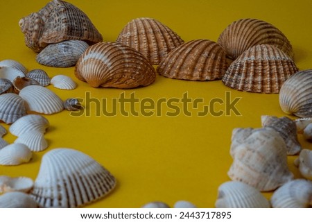 Sea shells on yellow background, summer vacation,