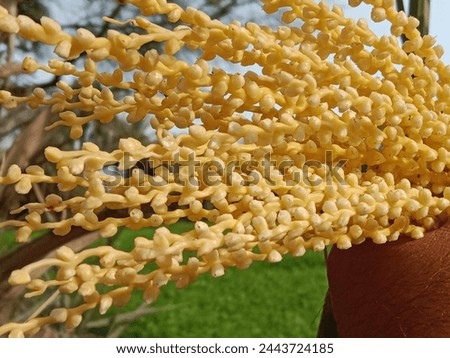 Phoenix dactylifera flower or date flowers or flowers of the date palm tree Royalty-Free Stock Photo #2443724185