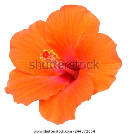 Orange Hibiscus on white background Royalty-Free Stock Photo #244372654