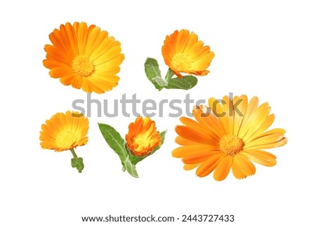 Calendula officinalis bright orange flowers and buds set isolated on white. Marigold flowering medicinal plant. 