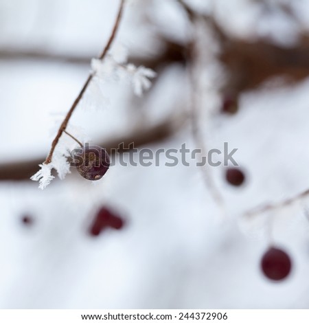 Branches with berries full of hoarfrost on natural background