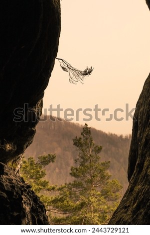 Little branch on a rocks Royalty-Free Stock Photo #2443729121