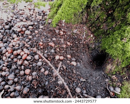 Many forest oak acorns are piled up at the foot of a tree under the roots of which is a mouse hole. Green bright forest moss on oak trees in the forest. Royalty-Free Stock Photo #2443729577