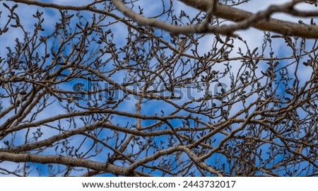 Branches of a tree in early spring.
