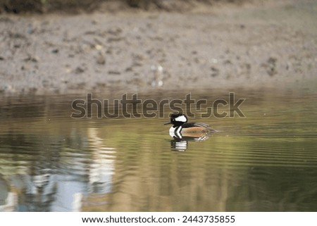Hooded Merganser swimming and feeding in a lake, Adult males are a sight to behold, with sharp black-and-white patterns set off by chestnut flanks.