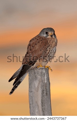 European kestrel, common kestrel (Falco tinnunculus), Avila, Spain - stock photo